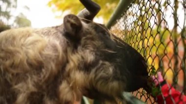 Bhutan Takin (Budorcas taxicolor whitei)