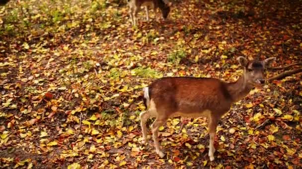 Giovane cervo rosso (Cervus elaphus ) — Video Stock