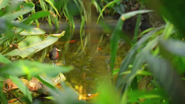 Wattled jacana (Jacana jacana) — Stock Video