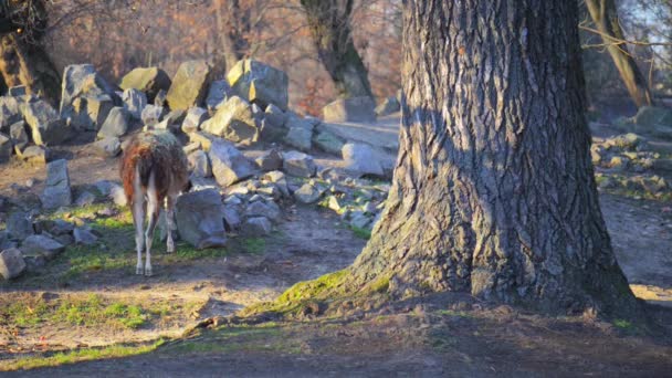 De guanaco (Lama guanicoe) — Stockvideo