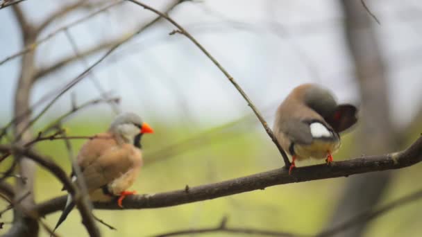 Gouldian finch (Erythrura gouldiae) — Stock Video