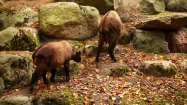 Bhutan Takin (Budorcas taxicolor whitei)