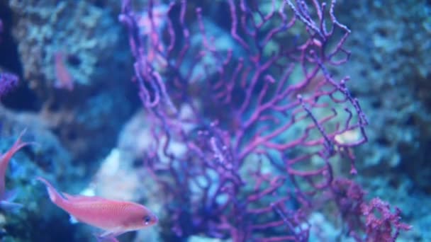Tengeri korallok rend Actiniaria ragadozó — Stock videók