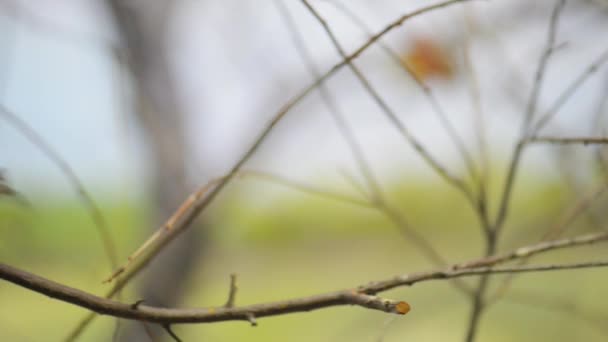 Fringuello gouldiano (Erythrura gouldiae ) — Video Stock