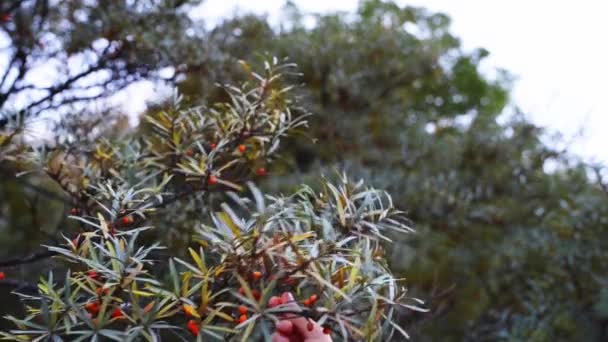 Girl tears off from branch ripe sea buckthorn — Stock Video