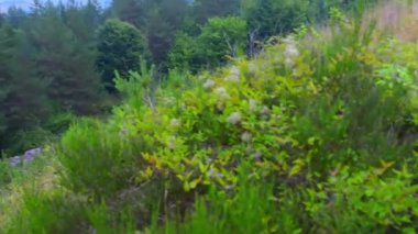 Polonya 'daki Karpat Dağları