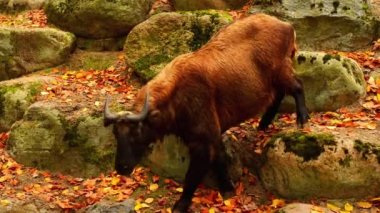 Bhutan Takin (Budorcas taxicolor whitei)