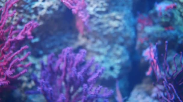 Tengeri korallok rend Actiniaria ragadozó — Stock videók