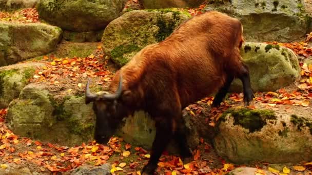 Bután Takin (Budorcas taxicolor whitei ) — Vídeo de stock