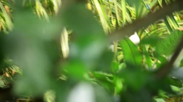 Jacana perturbada (Jacana jacana ) — Vídeo de Stock