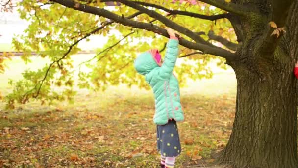 Красивая маленькая девочка взбирается на дерево в осеннем парке — стоковое видео