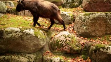 Bhutan Takin (Budorcas taxicolor whitei)