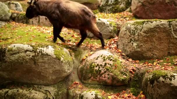 Bhútán Takin (Budorcas taxicolor whitei) — Stock video