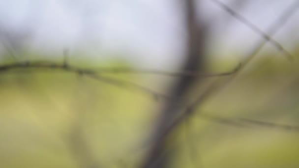 Gouldian Finch (Erythrura gouldiae) )