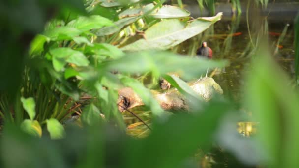 Wattled Jacana (Jacana jacana) — Αρχείο Βίντεο