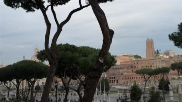 Grote grijze meeuw in Rome, Italië — Stockvideo