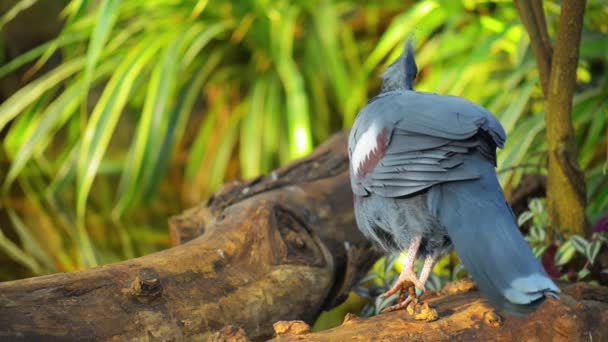 Piccioni incoronati in giardino — Video Stock