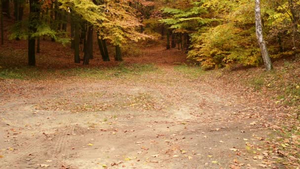 Niña hermosa en el parque de otoño de la ciudad — Vídeo de stock