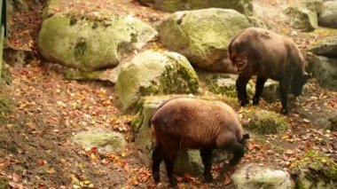 Bhutan Takin (Budorcas taxicolor whitei)