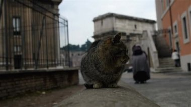 Roma harabelerini arka plan üzerinde kalın Gri kedi