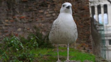 Büyük gri martı Roma, İtalya