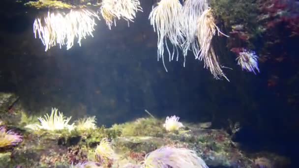 Anémonas marinas depredadoras del orden Actiniaria — Vídeos de Stock