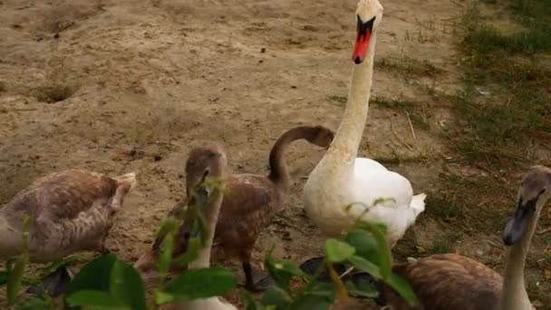 Hattyúk a madarak család belül Cygnus Anatidae — Stock videók