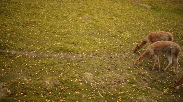 O Guanaco (Lama guanicoe ) — Vídeo de Stock