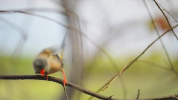 Fringuello gouldiano (Erythrura gouldiae ) — Video Stock