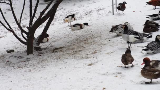 Barnacla (Branta leucopsis)) — Vídeo de stock