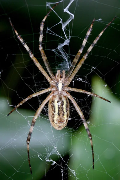 Spider in the net — Stock Photo, Image