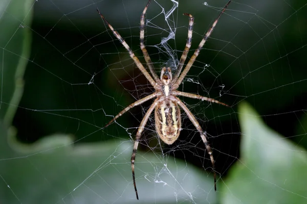 Spider in the net — Stock Photo, Image