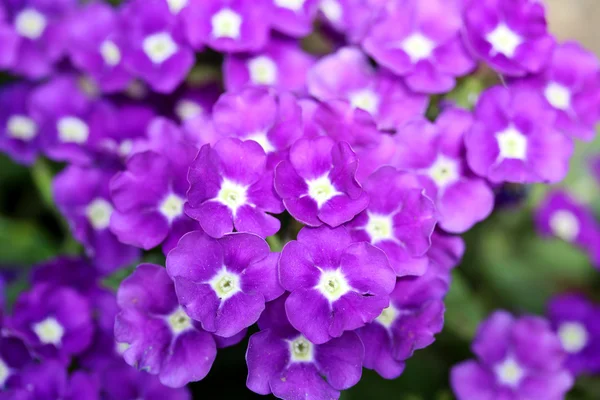 Verbena lila — Stock Fotó