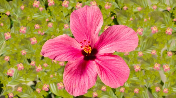 Beautiful pink flower — Stock Photo, Image