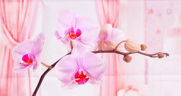 Hellviolette Orchidee lizenzfreie Stockfotos