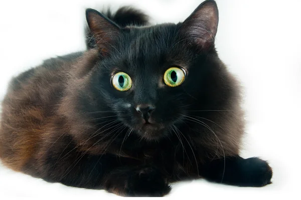 Katze mit großen Augen lizenzfreie Stockfotos