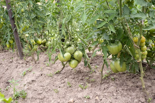 Zelená rajčata v zahradě — Stock fotografie