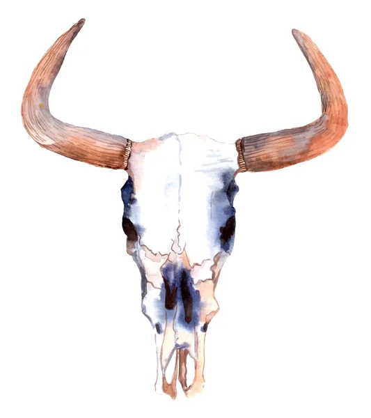 Watercolor bull skull — Stock Vector