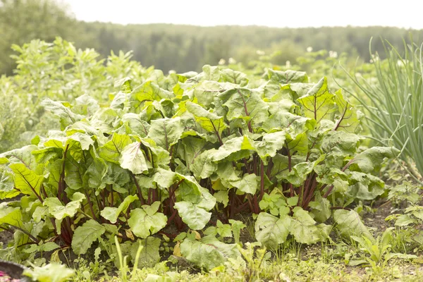 Sweet beet leafs(mangold) — Stock Photo, Image