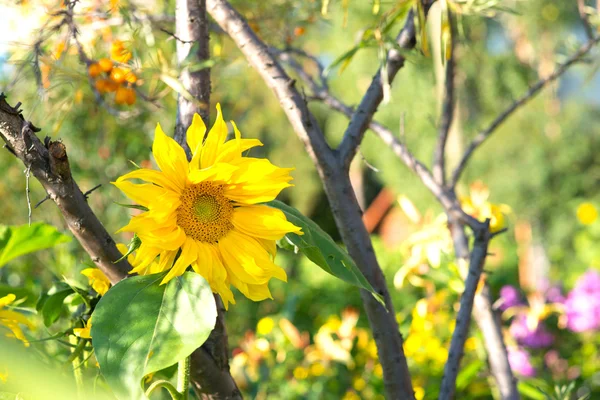 Close-up of sun flower — Stock Photo, Image