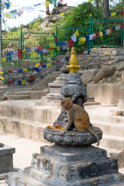 Maymun Swayambhunath dini kompleks içinde