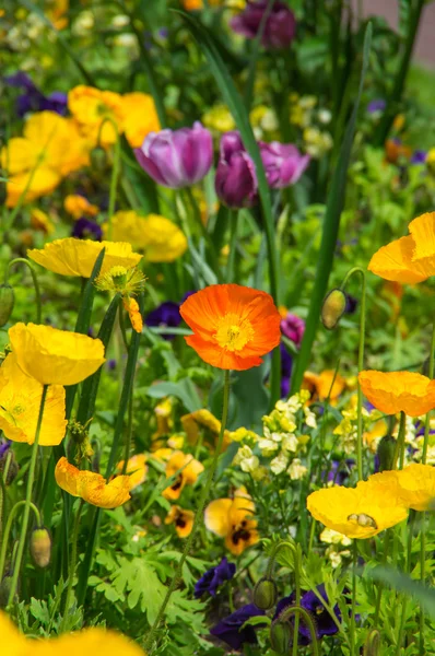 Zobacz na kwiaty w ogrodzie — Zdjęcie stockowe