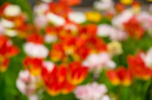 Abstract Defocus bloem achtergrond — Stockfoto