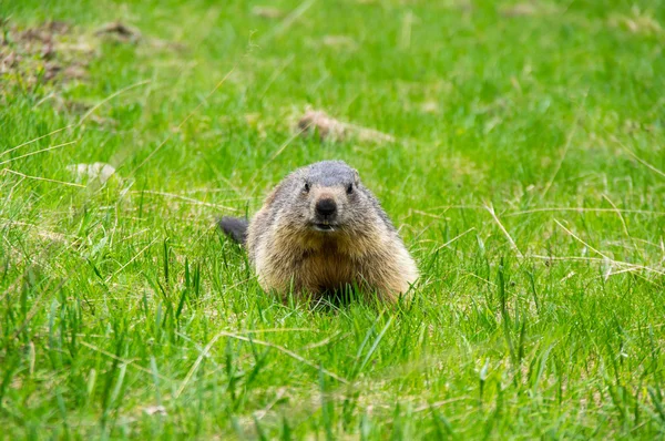 Marmot in het gras — Stockfoto
