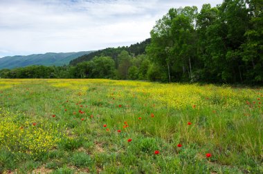 çiçek haşhaş alan