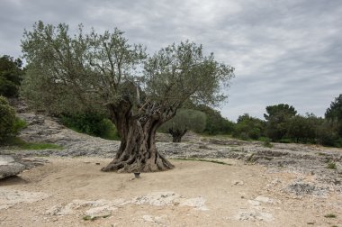 eski zeytin ağacı