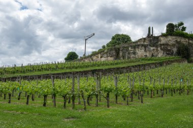 Saint-Emilion üzüm bağları