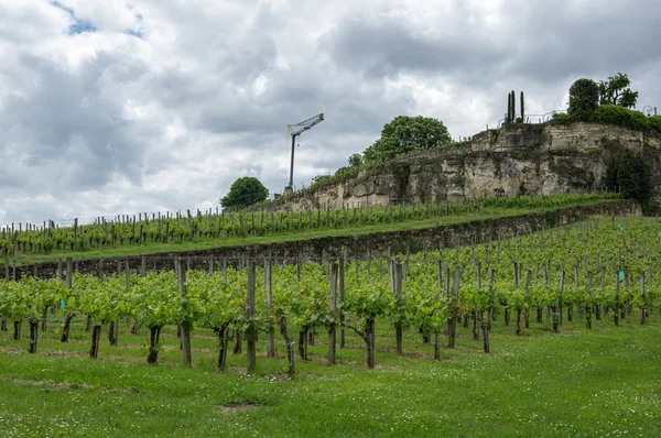 Vignobles de Saint-Emilion — Photo