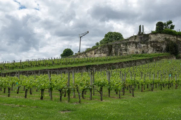 Saint-Emilion üzüm bağları — Stok fotoğraf