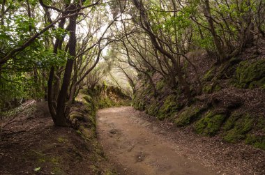 Tenerife, Kanarya Adaları, İspanya